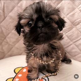 Korona - Sable female Shih Tzu puppy in Orange, California from Shih Tzu Hauz