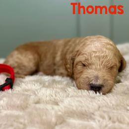 Thomas - Red  male Goldendoodle puppy in Pasadena, Texas from Toledo Creek Doodles