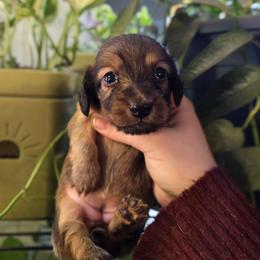 Opal - Cream female Dachshund puppy in Windom, Minnesota from Aster Creek Dachshunds & Australian Shepherds