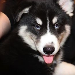 Pomsky Puppies from DoubleBee Pomsky Pups