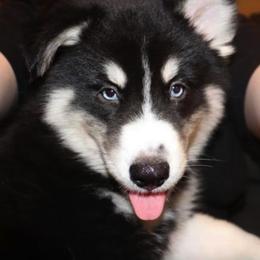 Pomsky Puppies from DoubleBee Pomsky Pups