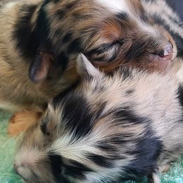 Australian Shepherd Puppies from Triple M Aussies