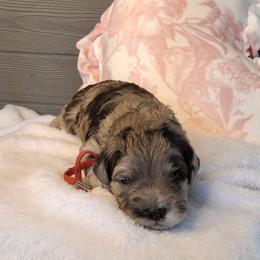 Wanda ( red collar) - Merle female Schnoodle puppy in Novinger, Missouri from Stormi Sky Schnoodles