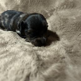 Boy 3 - Dapple male Dachshund puppy in Buchanan, Georgia from Kiser Creek Dachshunds