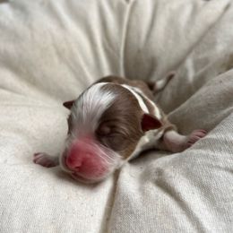 Holly - Red tri-color female Australian Shepherd puppy in Grants Pass, Oregon from Carmel Mountain Aussies