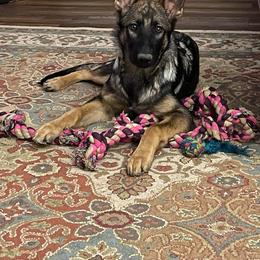 German Shepherd Puppies from Morris German Shepherds