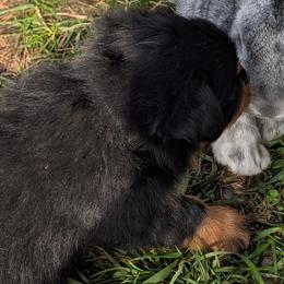 Rottweilers from Lord of The Rings Rottweilers