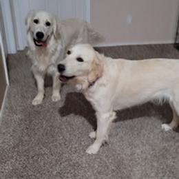 Golden Retrievers from Teeter's Desert  Goddess Goldens