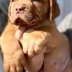 Dogues de Bordeaux from Bigdawgzmastiff