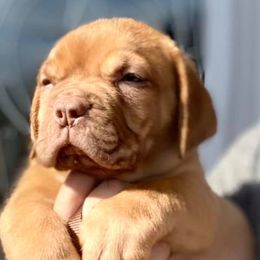 Dogues de Bordeaux from Bigdawgzmastiff