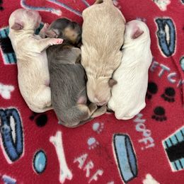 Shih Tzu puppies from LaDawn’s Little Lions