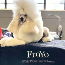 FroYo - Poodle