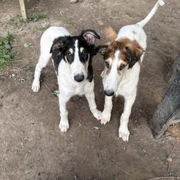 Borzoi Puppies from Emerald City Borzoi
