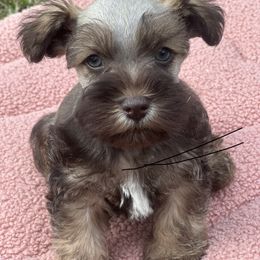 Maltese, Miniature Schnauzer, and Yorkshire Terrier Puppies from Sassy Yorkie , miniature schnauzer , Maltese Love of Alabama