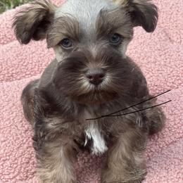 Maltese, Miniature Schnauzer, and Yorkshire Terrier Puppies from Sassy Yorkie , miniature schnauzer , Maltese Love of Alabama
