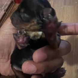 Baby Lily - Black and tan female Yorkshire Terrier puppy in Keyser, West Virginia from Bella’s Yorkies
