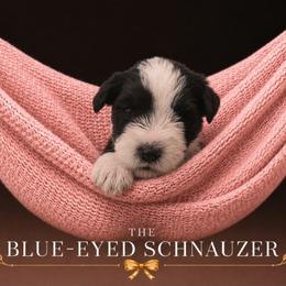 Charlie - Parti female Miniature Schnauzer puppy in Winter Haven, Florida from The Blue Eyed Schnauzer