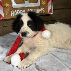 Karakachan Puppies from Bloomin' Acres