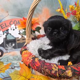 Ella - Black female Shih Tzu puppy in Green Bay, Wisconsin from Kim's Shih Tzus