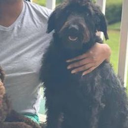Labradoodles from Four Paws Down