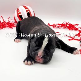 Boston Terrier and Boxer Puppies from CC's Boston & Boxer Babies