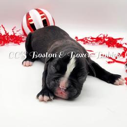 Boston Terrier and Boxer Puppies from CC's Boston & Boxer Babies