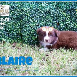 Blaire - Red tri female Miniature Australian Shepherd puppy in Madisonville, Texas from Flying LL Aussies