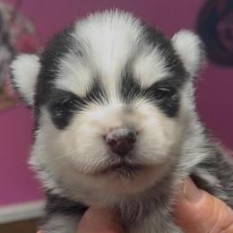 Kazbar - Black and white male Pomsky puppy in Spring Hill, Florida from PDQ Pomskies