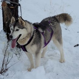 Kenai - Siberian Husky