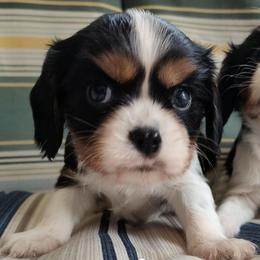 Luke - Tri-color male Cavalier King Charles Spaniel puppy in Soddy Daisy, Tennessee from Cocoa Cavaliers