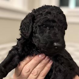 Esmeralda - Black female Assorted Doodle Crosses puppy in Polkton, North Carolina from Gaga's Doodles