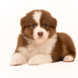 Boy 1 - male Australian Shepherd puppy in Mattawan, Michigan from EarlyUp Australian Shepherds