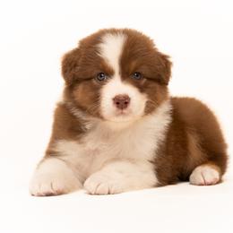 Boy 1 - male Australian Shepherd puppy in Mattawan, Michigan from EarlyUp Australian Shepherds