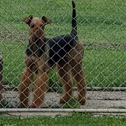 Airedale Terrier All Grown Up from Droffats Airedales