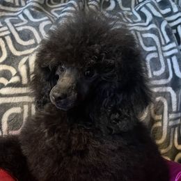 Girl 1 - Poodle puppy in Texas from Makays poodles