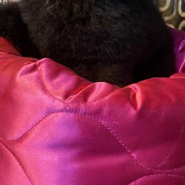 Girl 1 - Poodle puppy in Texas from Makays poodles