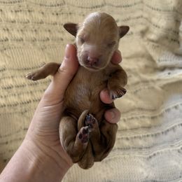 Goldendoodle Puppies from Sweet Doodles of Alabama