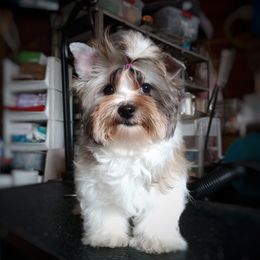 Companion Cross, Mal-Shi, Maltese, Maltipoo, Morkie, and Shih Tzu Puppies from Seeking Shalom Acres Maltese, Maltipoos & Havamalts