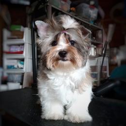 Companion Cross, Mal-Shi, Maltese, Maltipoo, Morkie, and Shih Tzu Puppies from Seeking Shalom Acres Maltese, Maltipoos & Havamalts