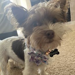 Dizzy - Yorkshire Terrier