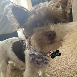Dizzy - Yorkshire Terrier