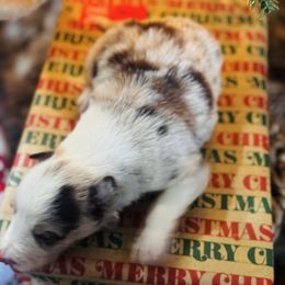 Latch x Lassie - Boy 6 - Red merle - Red merle male Border Collie puppy in Minden, Iowa from Rocking N Registered Border Collies & Labradors