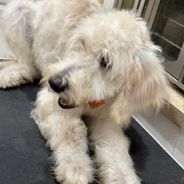 Aussiedoodles and Goldendoodles from Standard Goldendoodle and Doodles