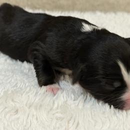 Clark - Black tri male Miniature Australian Shepherd puppy in Oakland, Maryland from Yarborough Kennels