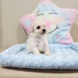 Volt (AKC) - White male Poodle puppy in Rainbow City, Alabama from Spinks Poodles