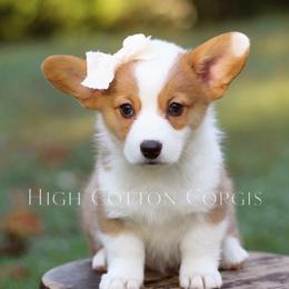 Magdalene (Maggie) - White and red female Pembroke Welsh Corgi puppy in Benton, Arkansas from High Cotton Corgis