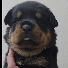 Green boy - Black and mahogany male Rottweiler puppy in Lake City, Florida from Haus Der Wut Kennels