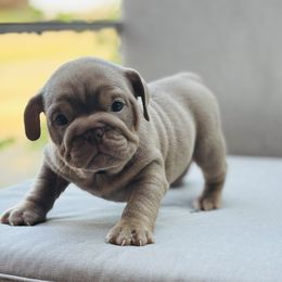 Lilac Girl - Lilac tri-color female Bulldog puppy in Amarillo, Texas from Bomb City Bulldogs