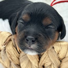 Miss Red - Black and white female Cavapoo puppy in Georgetown, Texas from Mc Doodles of Texas LLC