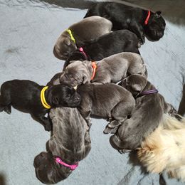 Yellow - Black Newfoundland puppy in Caribou, Maine from Starfire Newfoundlands